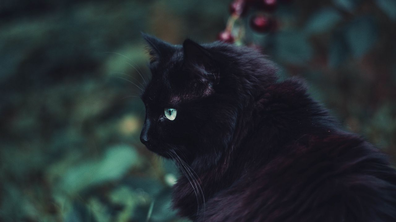 Обои черный кот, кот, пушистый, взгляд