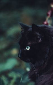 Превью обои черный кот, кот, пушистый, взгляд