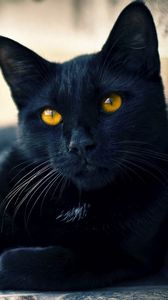 Превью обои черный кот, лежать, красивый, морда, взгляд, ожидание