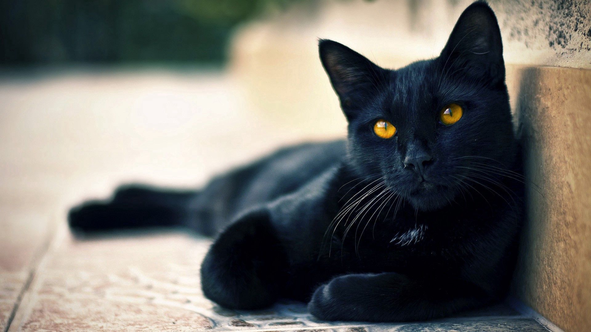 картинки большие черные коты