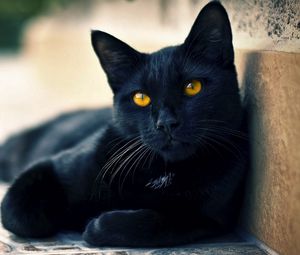 Превью обои черный кот, лежать, красивый, морда, взгляд, ожидание