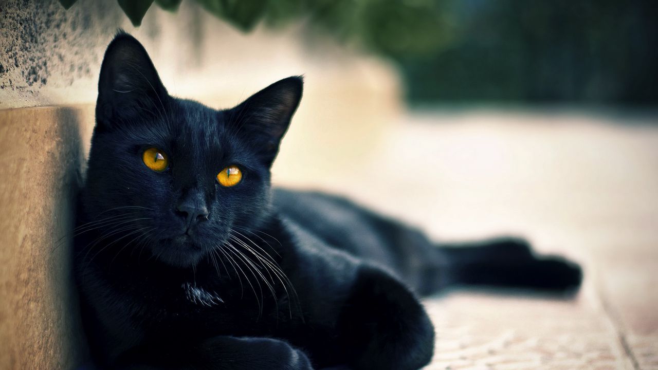 Обои черный кот, лежать, морда, взгляд