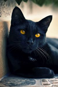 Превью обои черный кот, лежать, морда, взгляд
