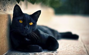 Превью обои черный кот, лежать, морда, взгляд
