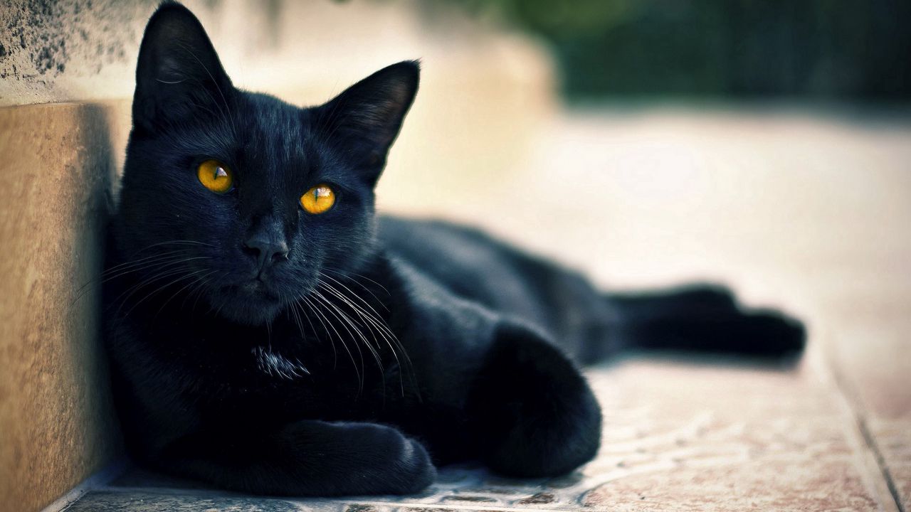 Обои черный кот, лежать, отдых
