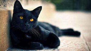 Превью обои черный кот, лежать, отдых