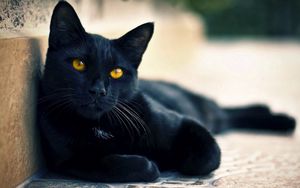 Превью обои черный кот, лежать, отдых