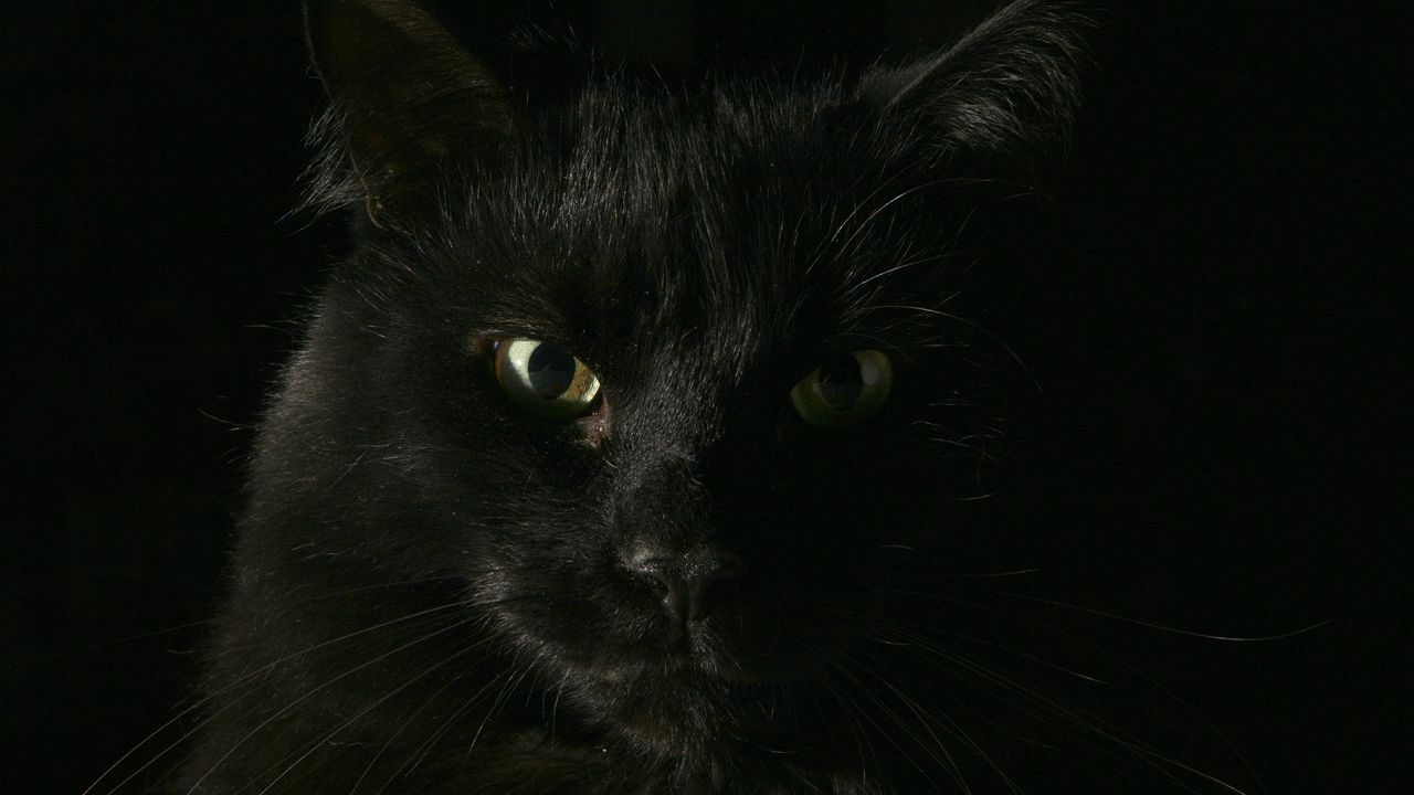 Обои черный, кот, морда, толстый, взгляд