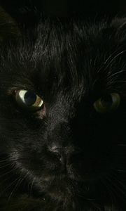 Превью обои черный, кот, морда, толстый, взгляд