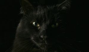 Превью обои черный, кот, морда, толстый, взгляд