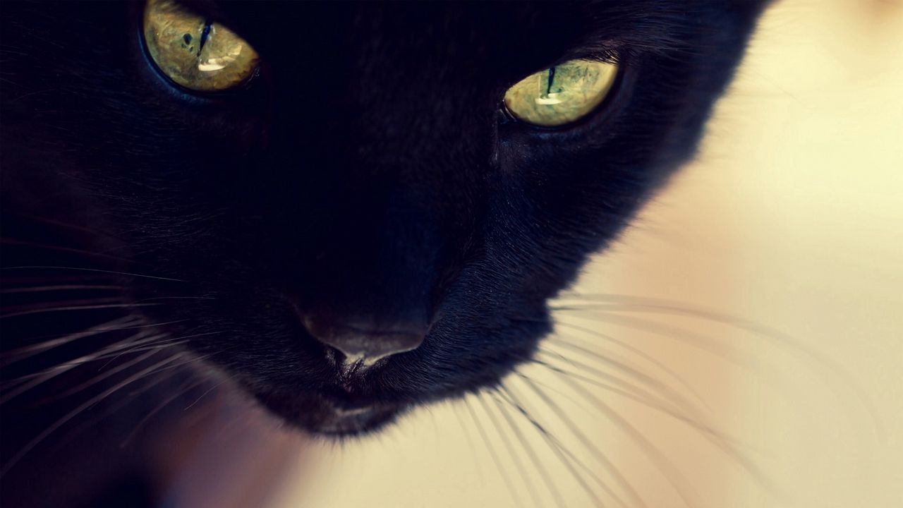 Обои черный кот, морда, глаза, нос, усы