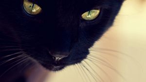 Превью обои черный кот, морда, глаза, нос, усы