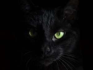 Превью обои черный кот, морда, взгляд