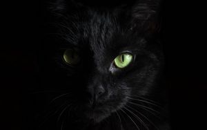 Превью обои черный кот, морда, взгляд