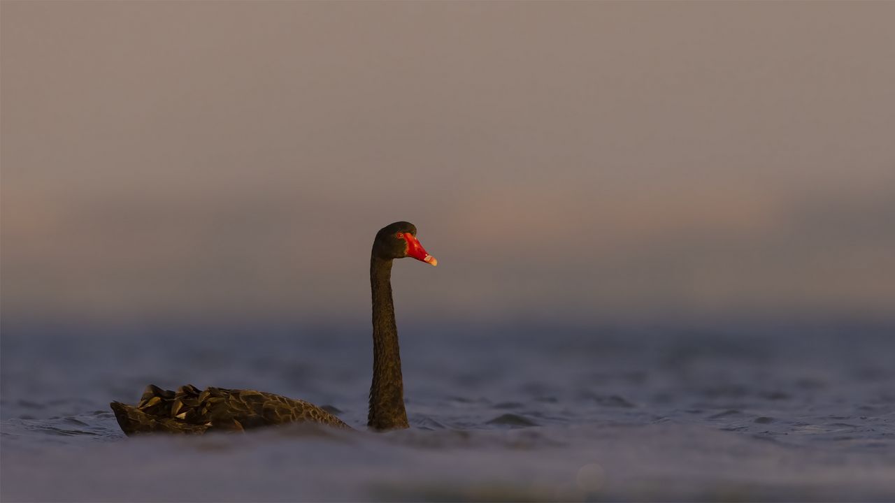 Обои черный лебедь, лебедь, птица, вода, дикая природа