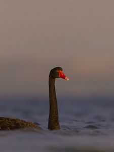 Превью обои черный лебедь, лебедь, птица, вода, дикая природа