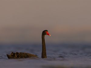 Превью обои черный лебедь, лебедь, птица, вода, дикая природа