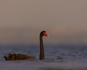 Превью обои черный лебедь, лебедь, птица, вода, дикая природа