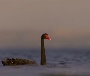 Превью обои черный лебедь, лебедь, птица, вода, дикая природа