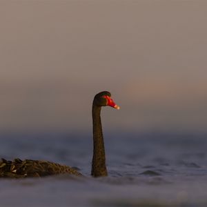 Превью обои черный лебедь, лебедь, птица, вода, дикая природа