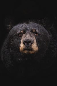 Превью обои черный медведь, медведь, хищник, барибал