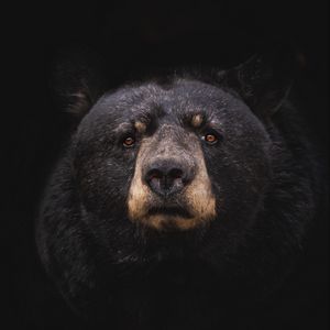 Превью обои черный медведь, медведь, хищник, барибал