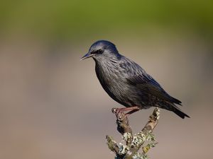 Превью обои черный скворец, скворец, птица, дикая природа