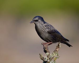 Превью обои черный скворец, скворец, птица, дикая природа