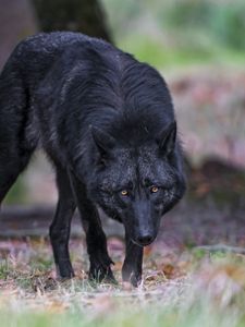 Превью обои черный волк, волк, хищник, дикая природа
