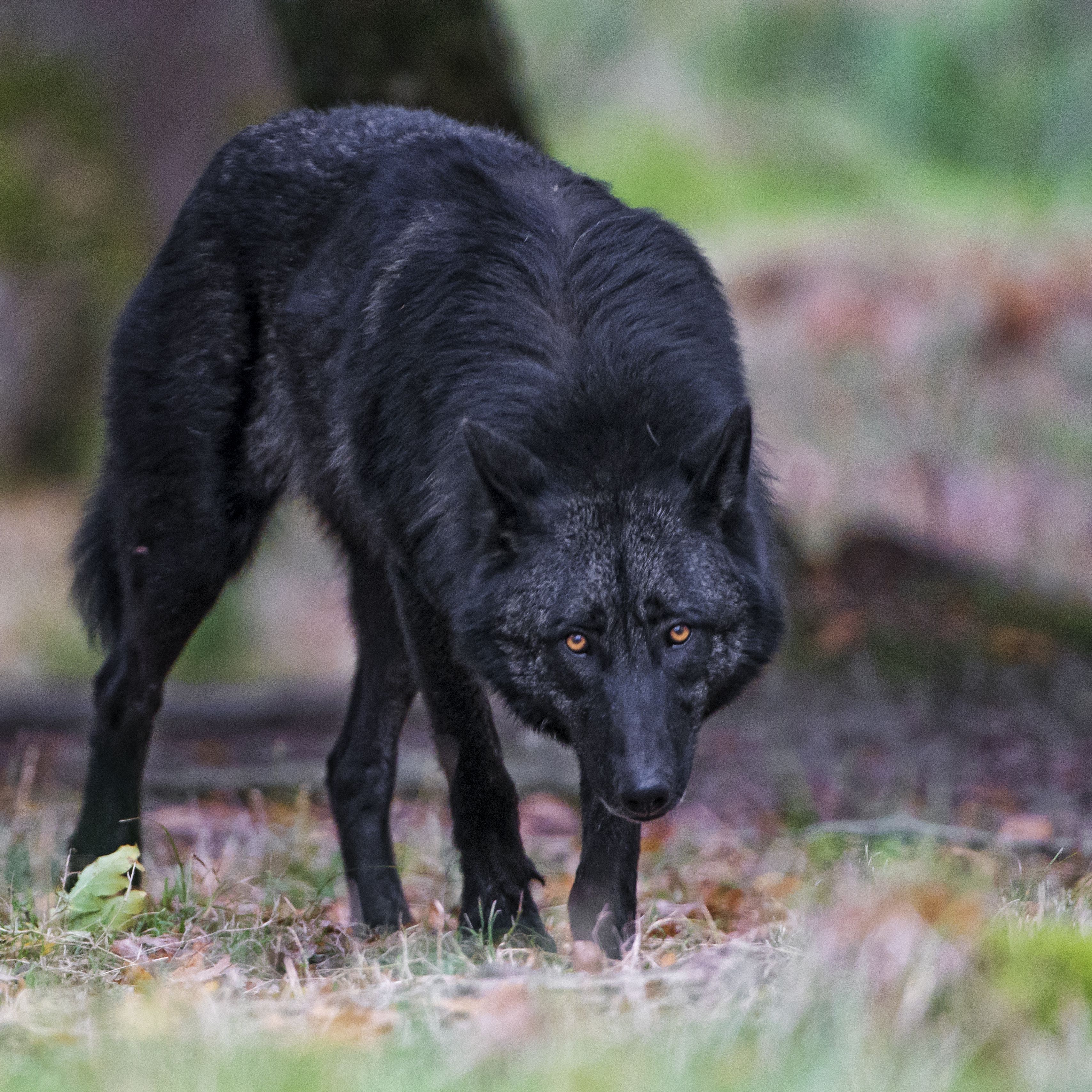 Black wolf. Канадский волк меланист. Флоридский чёрный волк. Канадский черный Бизоний волк. Флоридсеиц чёрный волк.