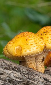 Превью обои чешуйчатка золотистая, грибы, природа, блюр