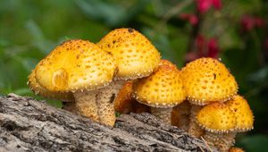 Превью обои чешуйчатка золотистая, грибы, природа, блюр