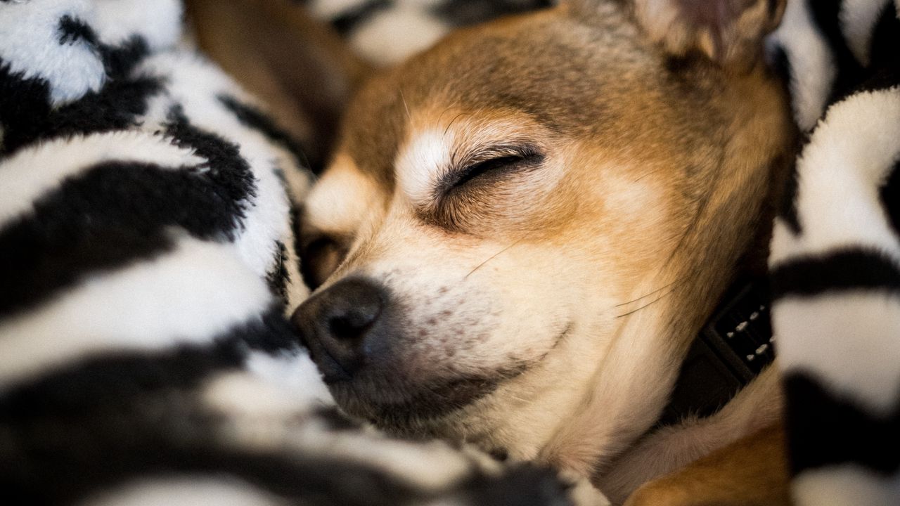 Обои чихуахуа, собака, сон, питомец, одеяло
