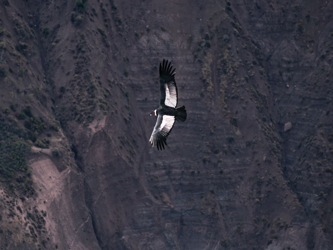 Андский Кондор самая большая летающая птица