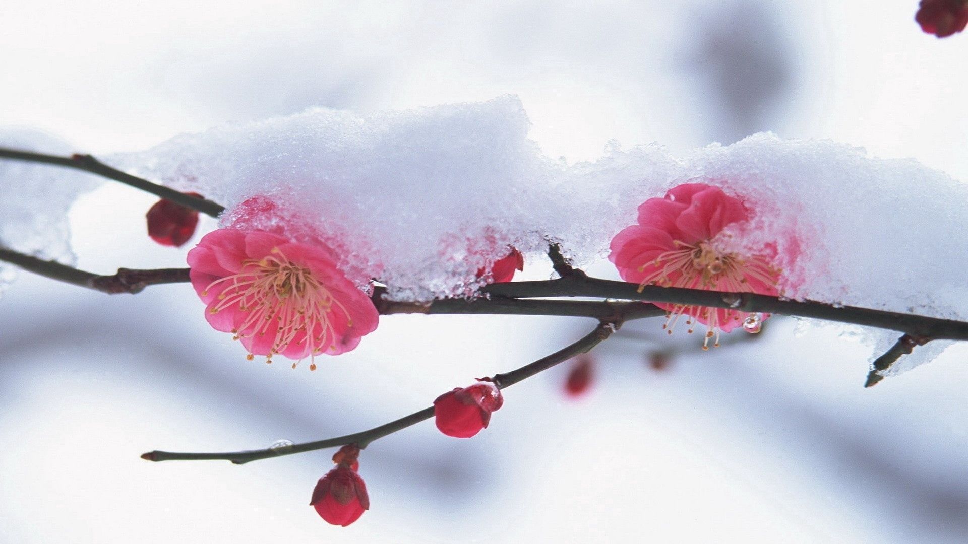 1920x1080 Обои цветок, растение, розовый, снег, зима.