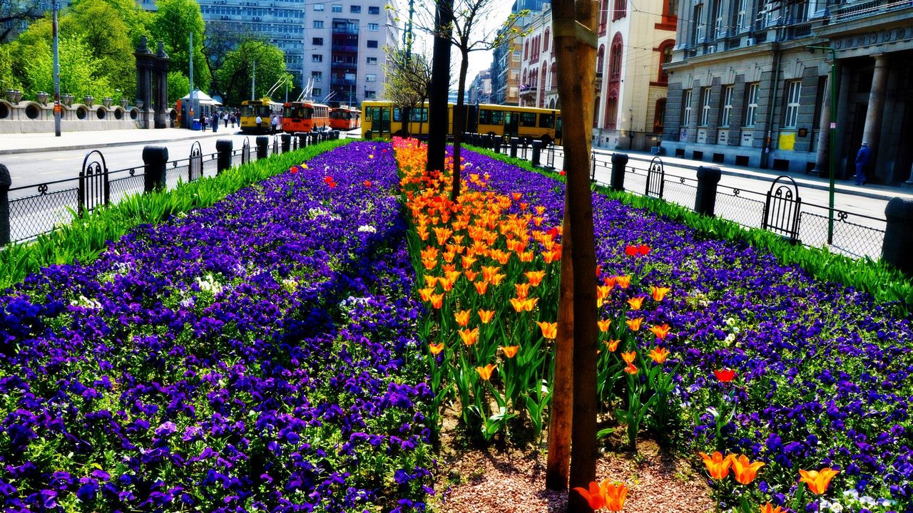 Цветы на фоне города фото