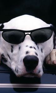 Превью обои далматин, морда, солнцезащитные очки, собака
