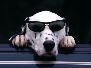 Превью обои далматин, морда, солнцезащитные очки, собака