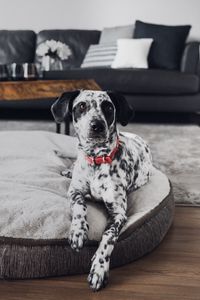 Превью обои далматинец, собака, питомец, взгляд, комната