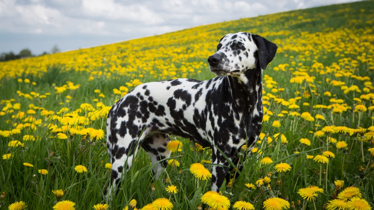 Обои далматинец, собака, питомец, одуванчики, цветы, поле