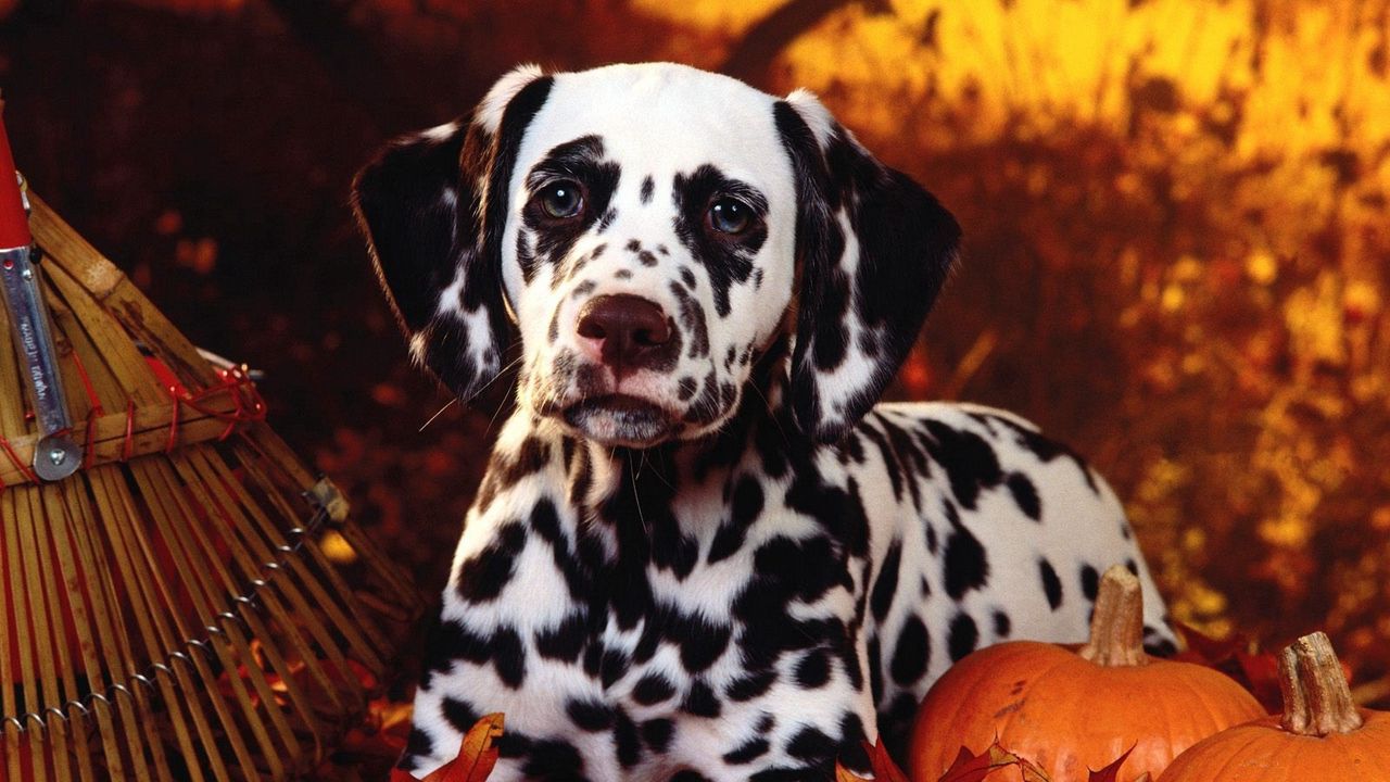 Обои далматинец, собака, сидеть, порода, тыква, листва, хэллоуин