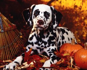 Превью обои далматинец, собака, сидеть, порода, тыква, листва, хэллоуин