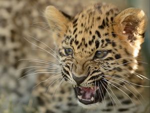 Превью обои дальневосточный леопард, амурский леопард, детёныш, котёнок, леопард, агрессия, оскал