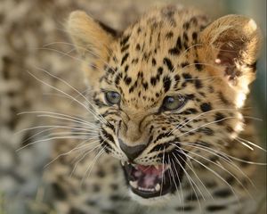 Превью обои дальневосточный леопард, амурский леопард, детёныш, котёнок, леопард, агрессия, оскал