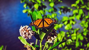 Превью обои данаида монарх, бабочка, яркий, узоры, крупным планом
