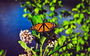 Превью обои данаида монарх, бабочка, яркий, узоры, крупным планом