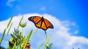 Превью обои данаида монарх, бабочка, крупным планом, крылья, узоры