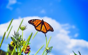 Превью обои данаида монарх, бабочка, крупным планом, крылья, узоры