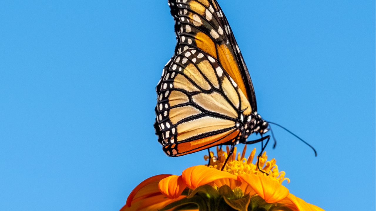 Обои данаида монарх, монарх, бабочка, цветок, макро, крылья, небо