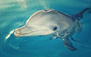 Превью обои дельфин, голова, брызги, вода